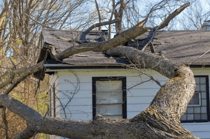 Storm Leaves a Tree